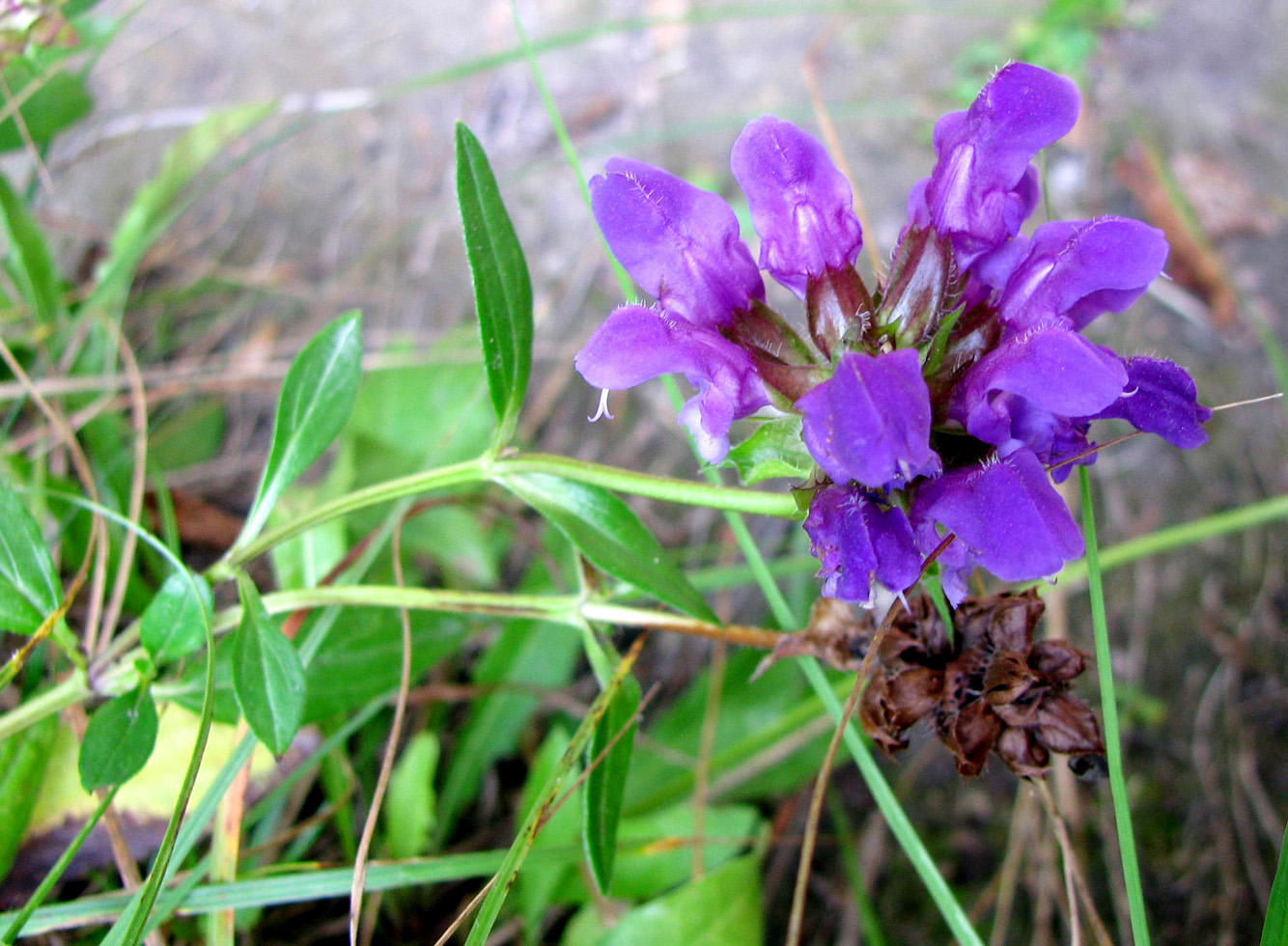 Изображение особи Prunella grandiflora.