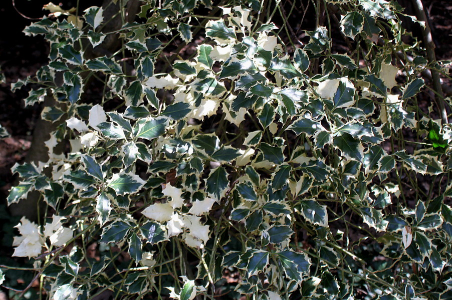 Изображение особи Ilex aquifolium.