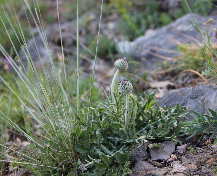 Image of Jurinea roegneri specimen.