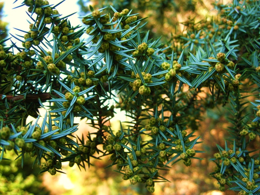 Изображение особи Juniperus cedrus.