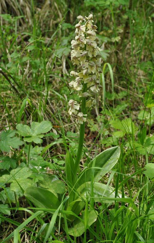 Image of Orchis punctulata ssp. adenocheila specimen.