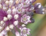 Allium staticiforme