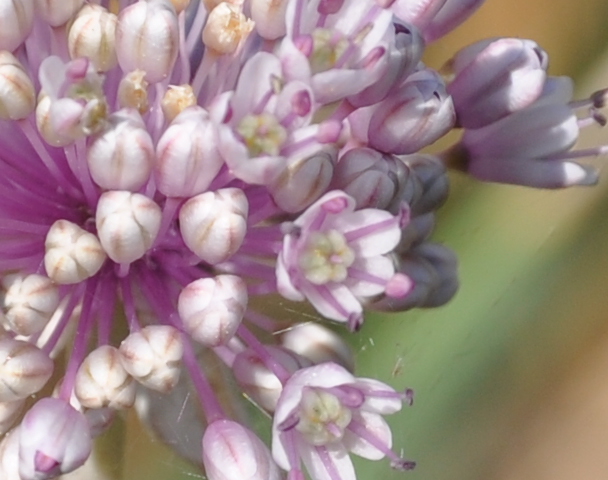 Image of Allium staticiforme specimen.