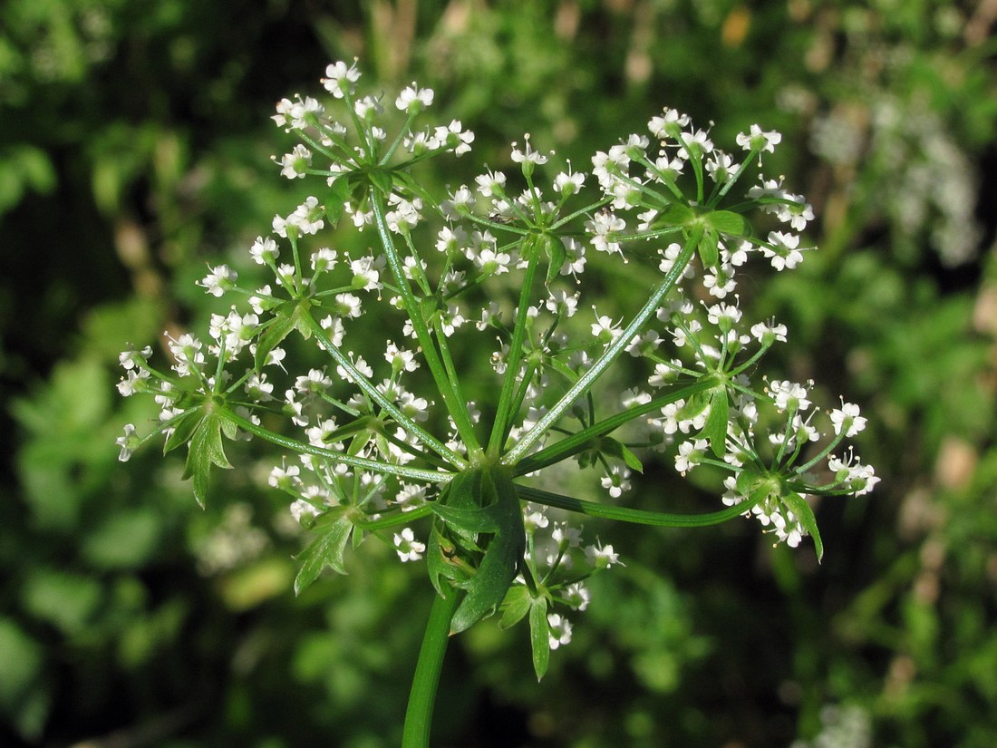 Изображение особи Berula erecta.