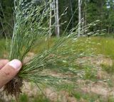 Juncus bufonius