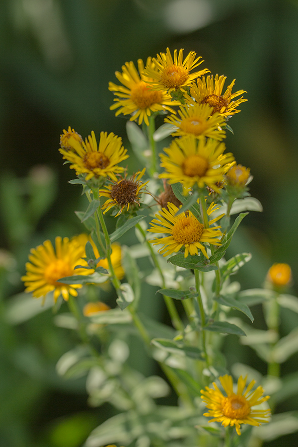 Image of Inula salicina specimen.