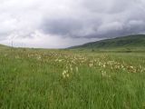 Pedicularis dolichorrhiza