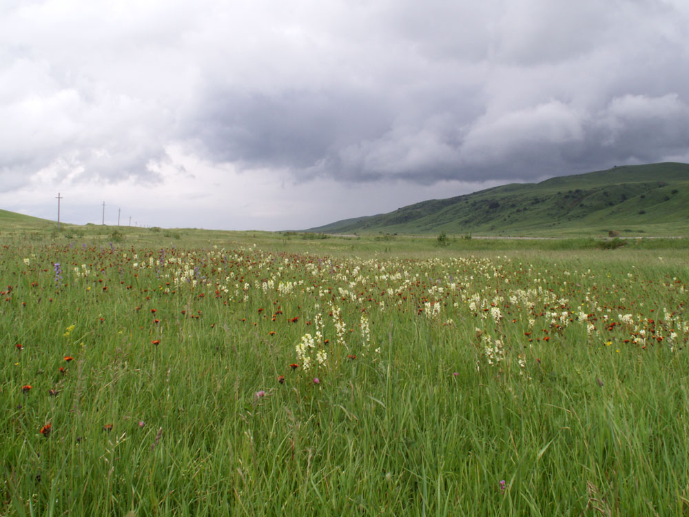 Image of Pedicularis dolichorrhiza specimen.