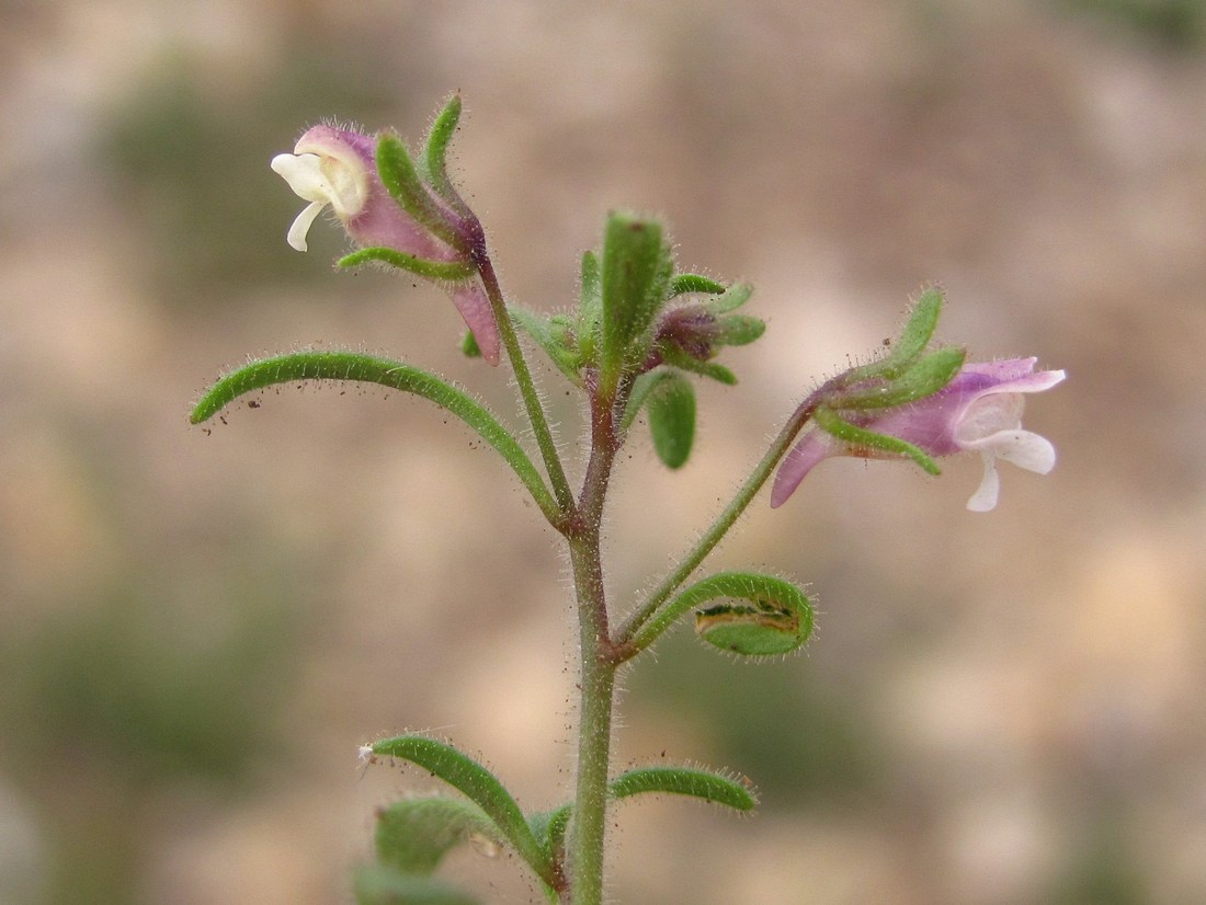 Image of Chaenorhinum minus specimen.