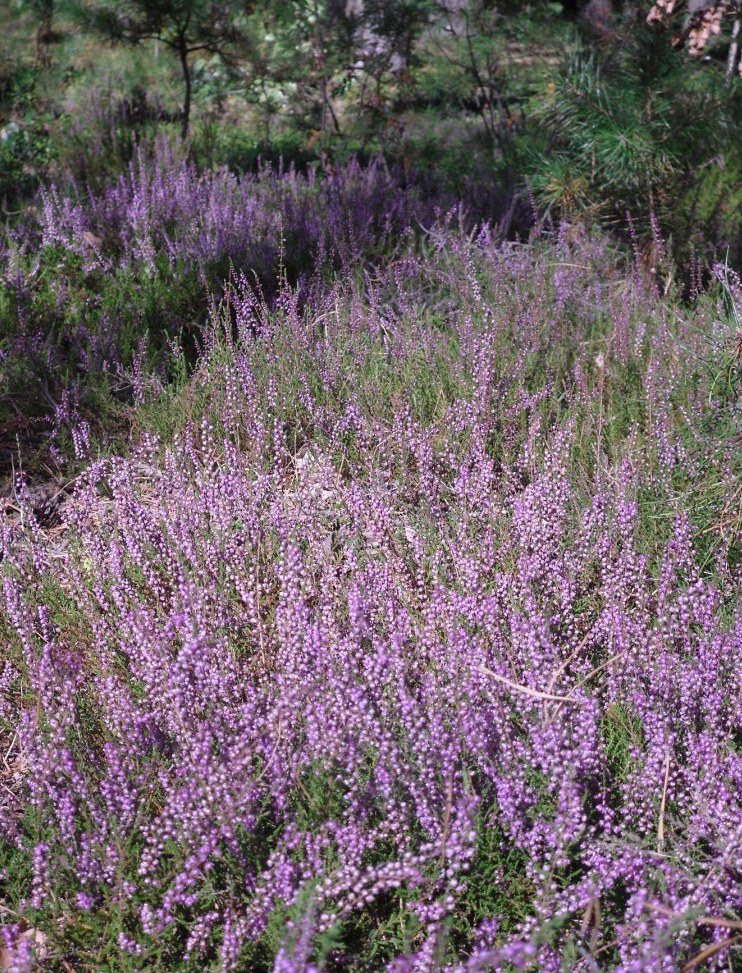 Image of Calluna vulgaris specimen.