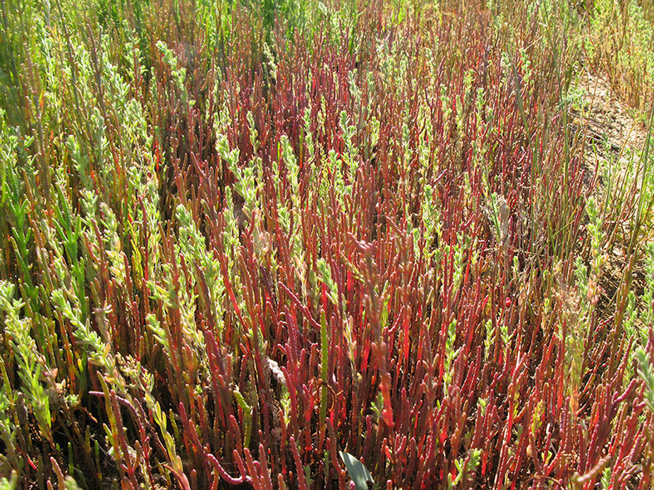 Изображение особи Salicornia perennans.