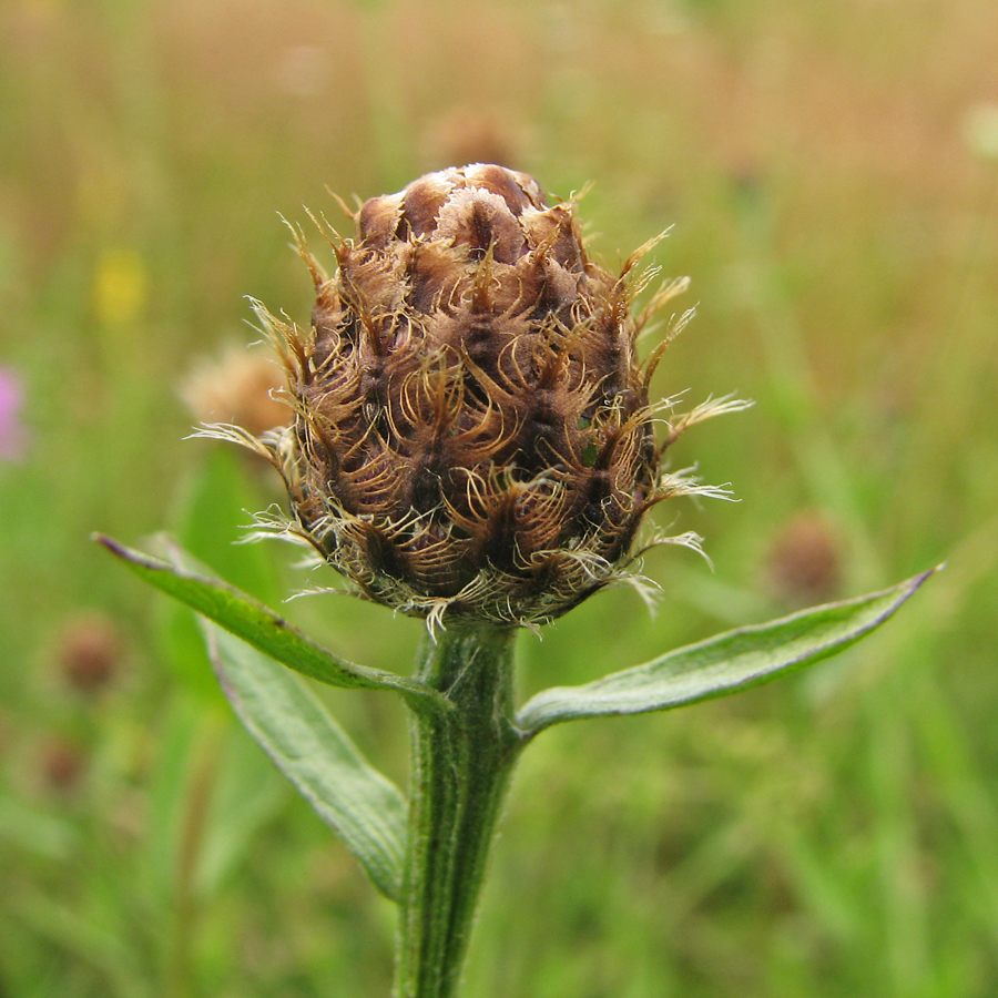 Изображение особи род Centaurea.