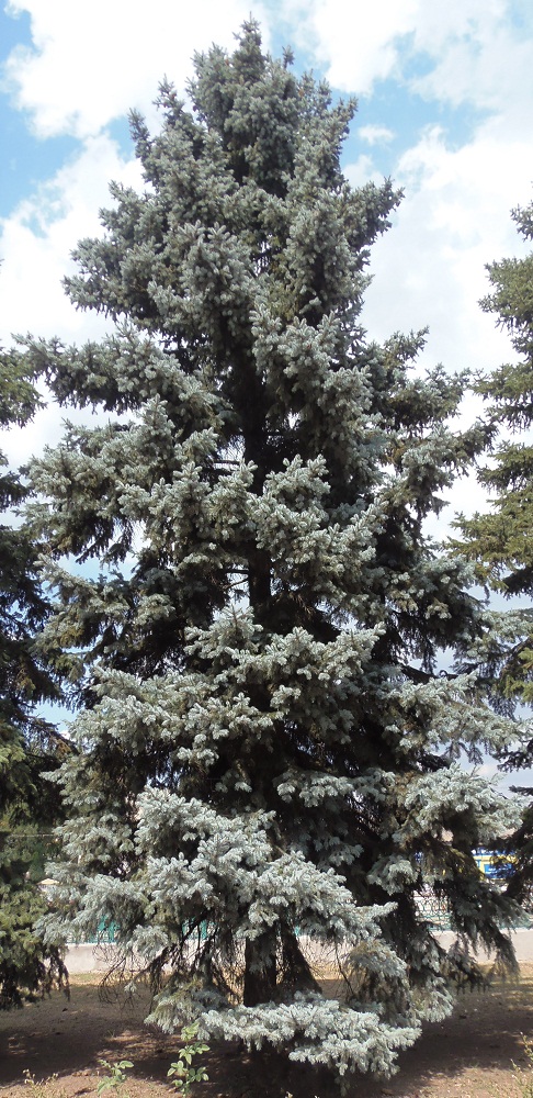Изображение особи Picea pungens f. glauca.