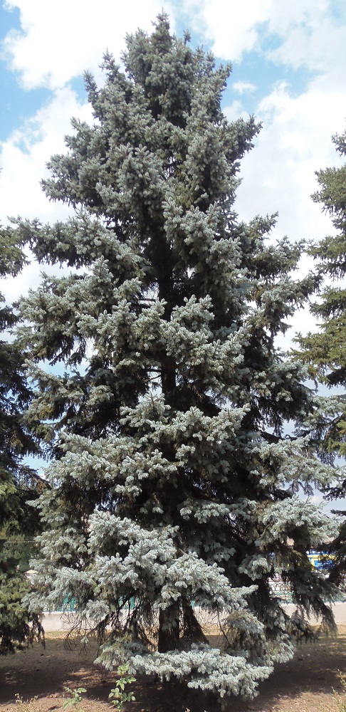 Image of Picea pungens f. glauca specimen.