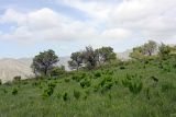 Prangos pabularia. Зацветающие растения на горном склоне. Южный Казахстан, хр. Боролдайтау, горы Кокбулак. 29.04.2013.
