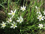 Zephyranthes candida