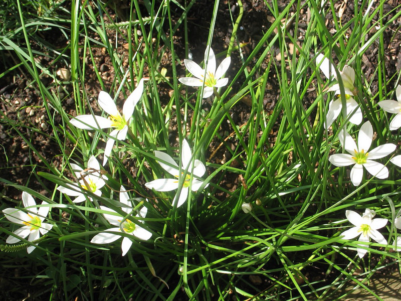 Image of Zephyranthes candida specimen.