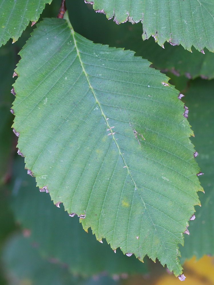 Изображение особи Ulmus minor.