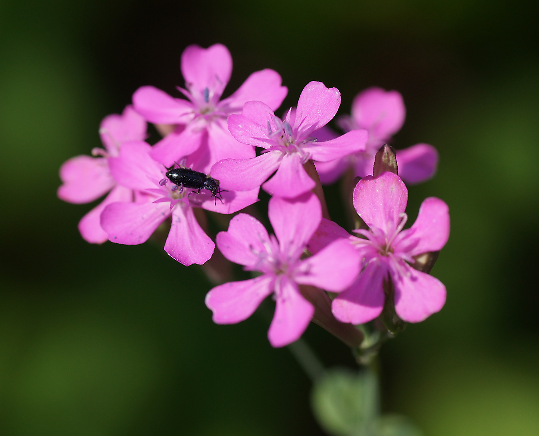 Изображение особи Silene armeria.