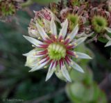 genus Sempervivum. Цветок. Украина, Хмельницкая обл., г. Каменец-Подольский, у обрыва каньона р. Смотрич. 22 сентября 2013 г.