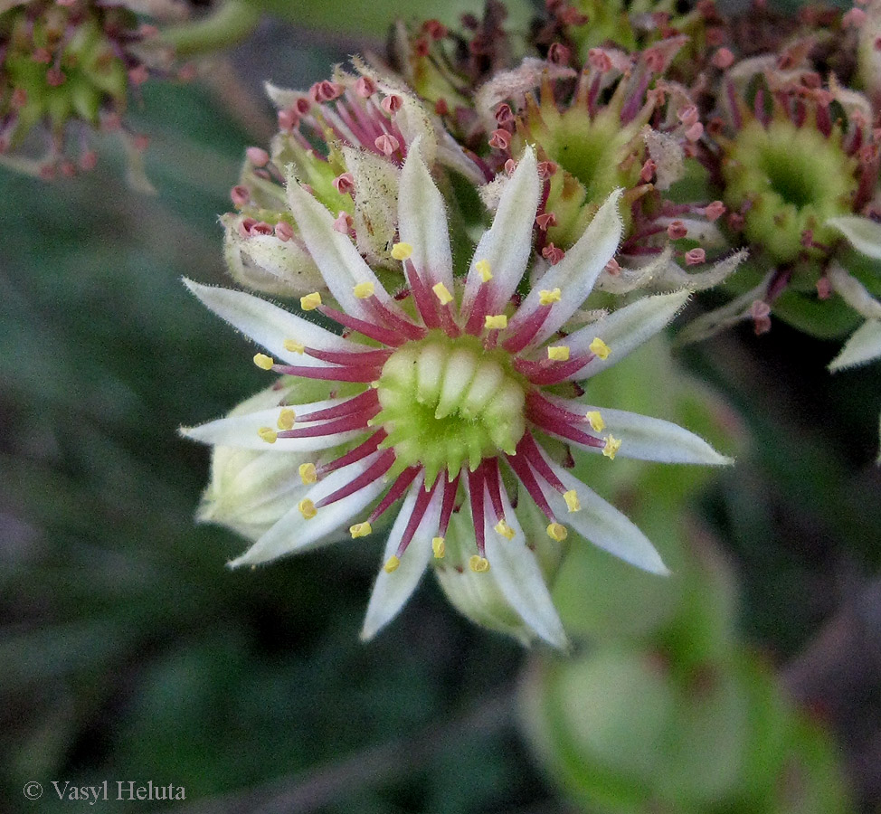 Image of genus Sempervivum specimen.