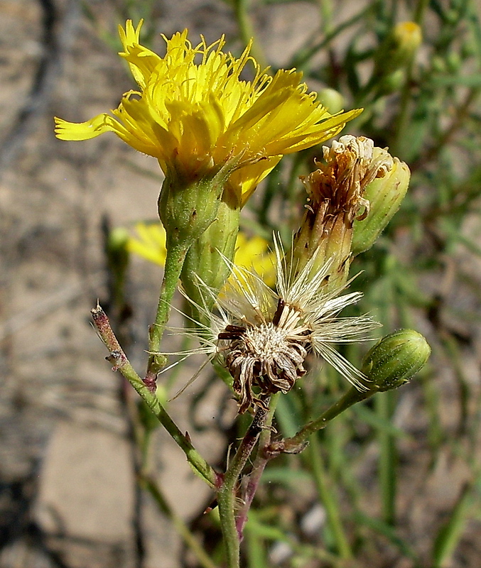 Image of Hieracium umbellatum specimen.