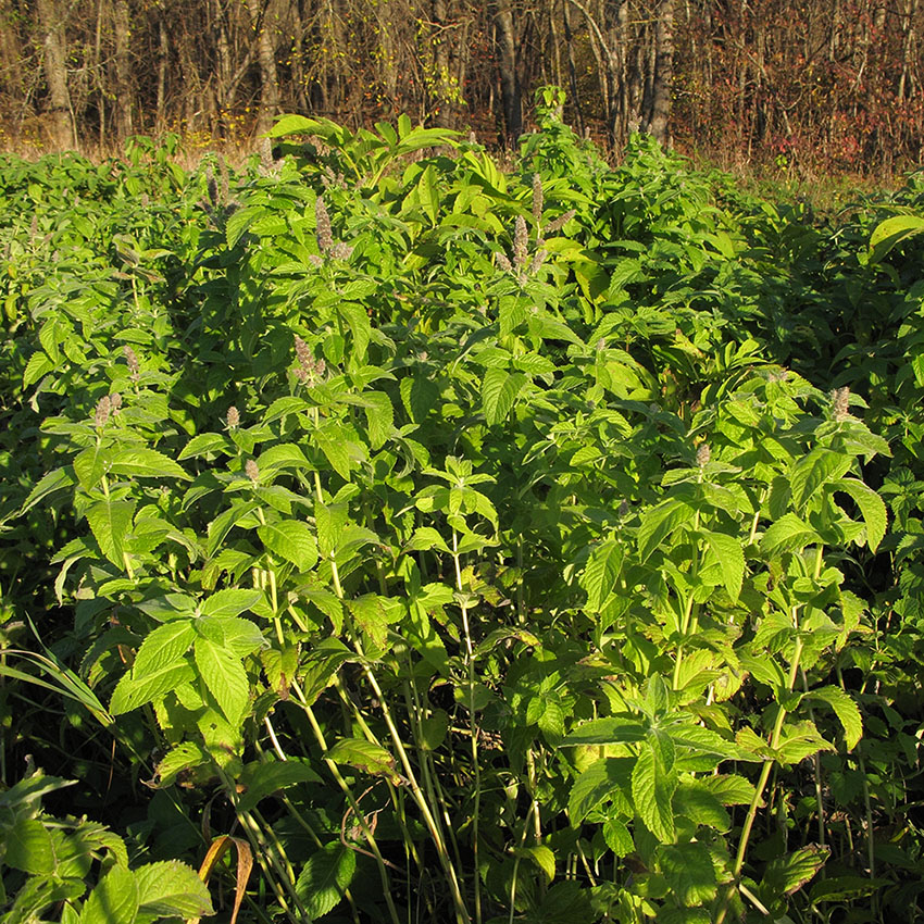 Изображение особи Mentha longifolia.
