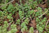 Sedum stoloniferum