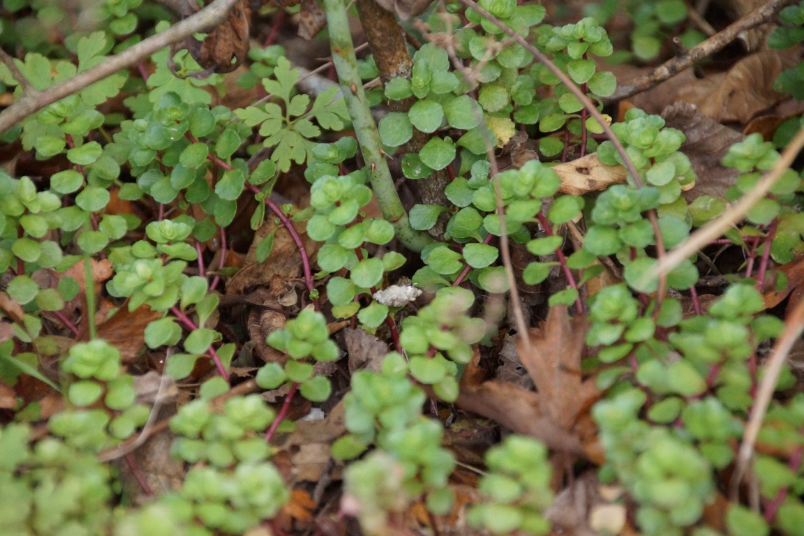 Изображение особи Sedum stoloniferum.