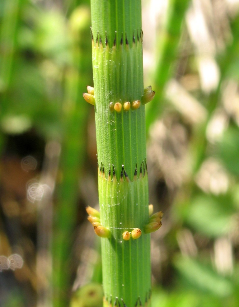 Image of Equisetum fluviatile specimen.