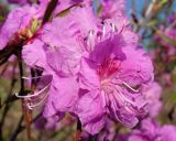 Rhododendron dauricum. Цветки. Хабаровский край, Ванинский р-н, окр. пос. Высокогорный. 25.05.2013.