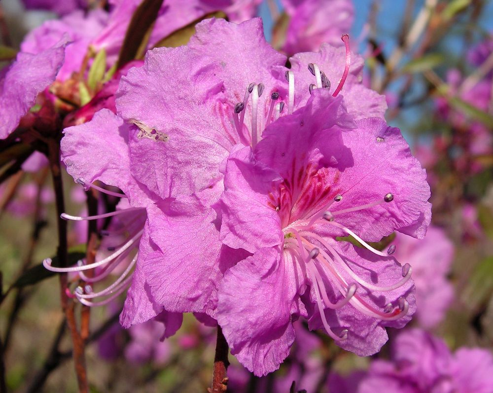 Изображение особи Rhododendron dauricum.