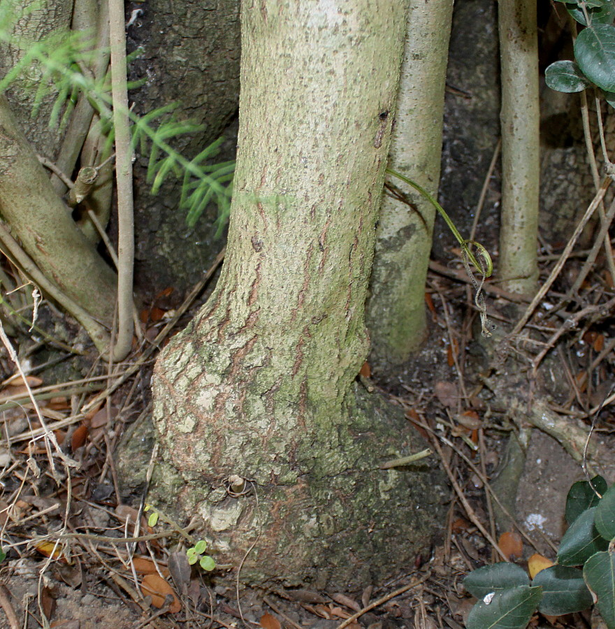 Image of Phillyrea latifolia specimen.