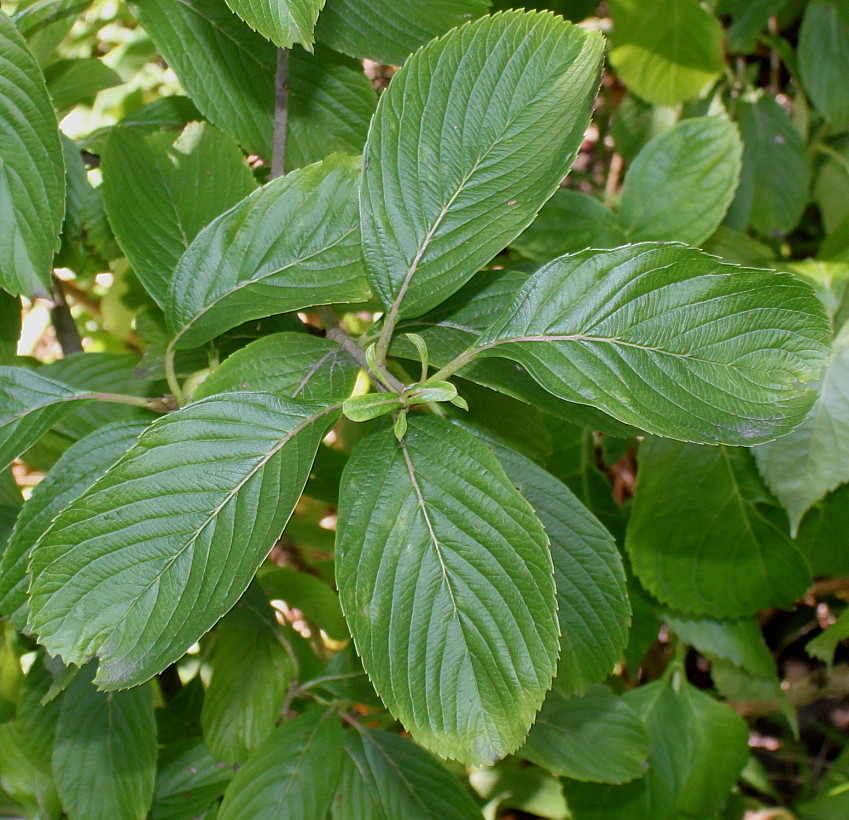 Image of Viburnum sieboldii specimen.