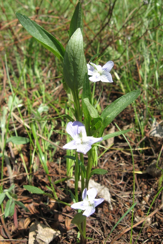 Image of Viola pumila specimen.