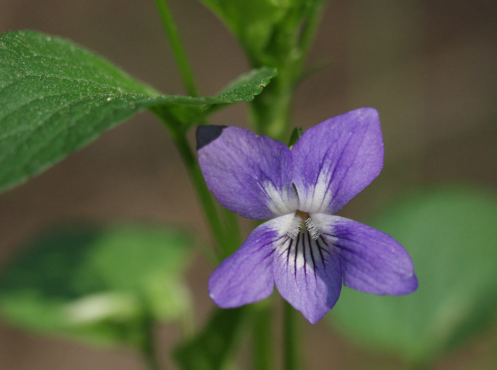 Image of Viola canina specimen.