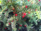 род Taxus