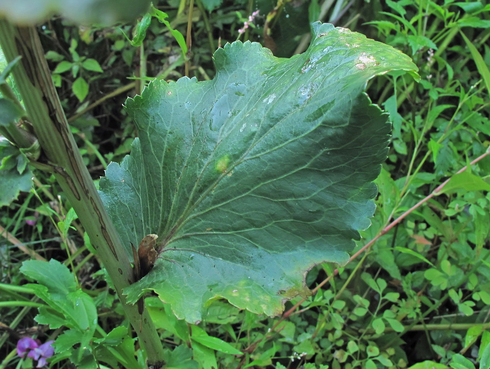 Image of Eryngium planum specimen.