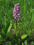 Orchis militaris. Цветущее растение. Украина, Львовская обл., остепнённый луговой склон на выходах известняков. 1 июня 2009 г.