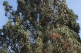 Pinus sylvestris. Средняя часть кроны ('Fastigiata'). Германия, г. Дюссельдорф, Ботанический сад университета. 02.03.2014.