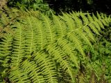 Athyrium monomachii