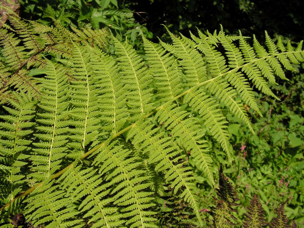 Изображение особи Athyrium monomachii.