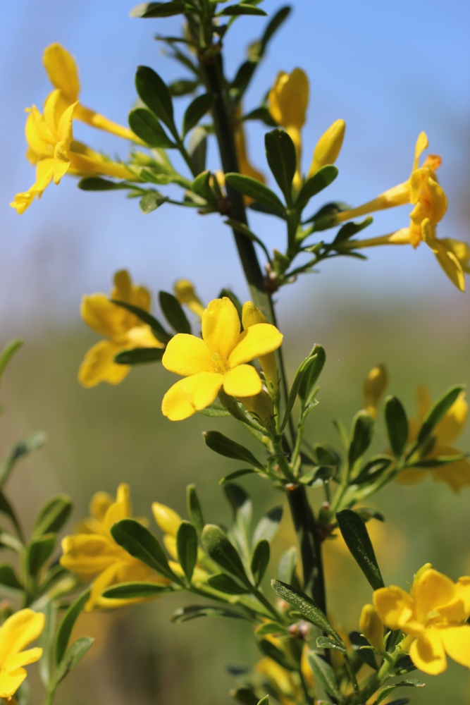 Image of Jasminum fruticans specimen.