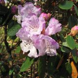 Rhododendron campanulatum