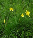 Hemerocallis lilio-asphodelus