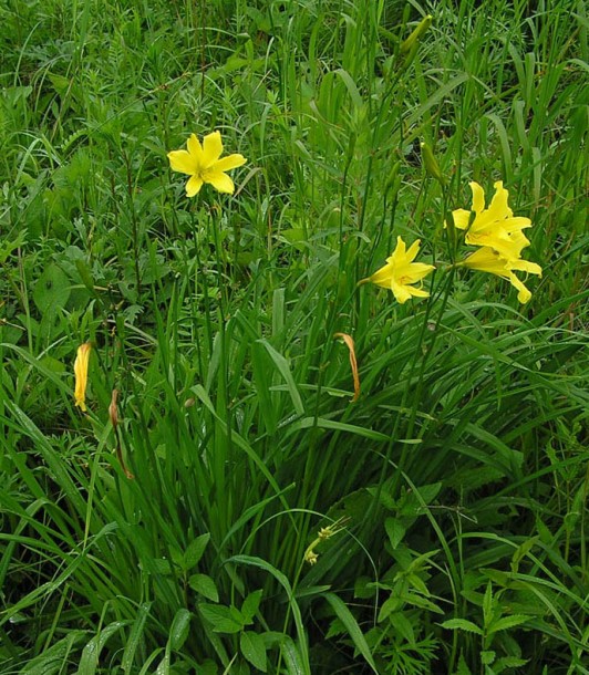 Изображение особи Hemerocallis lilio-asphodelus.