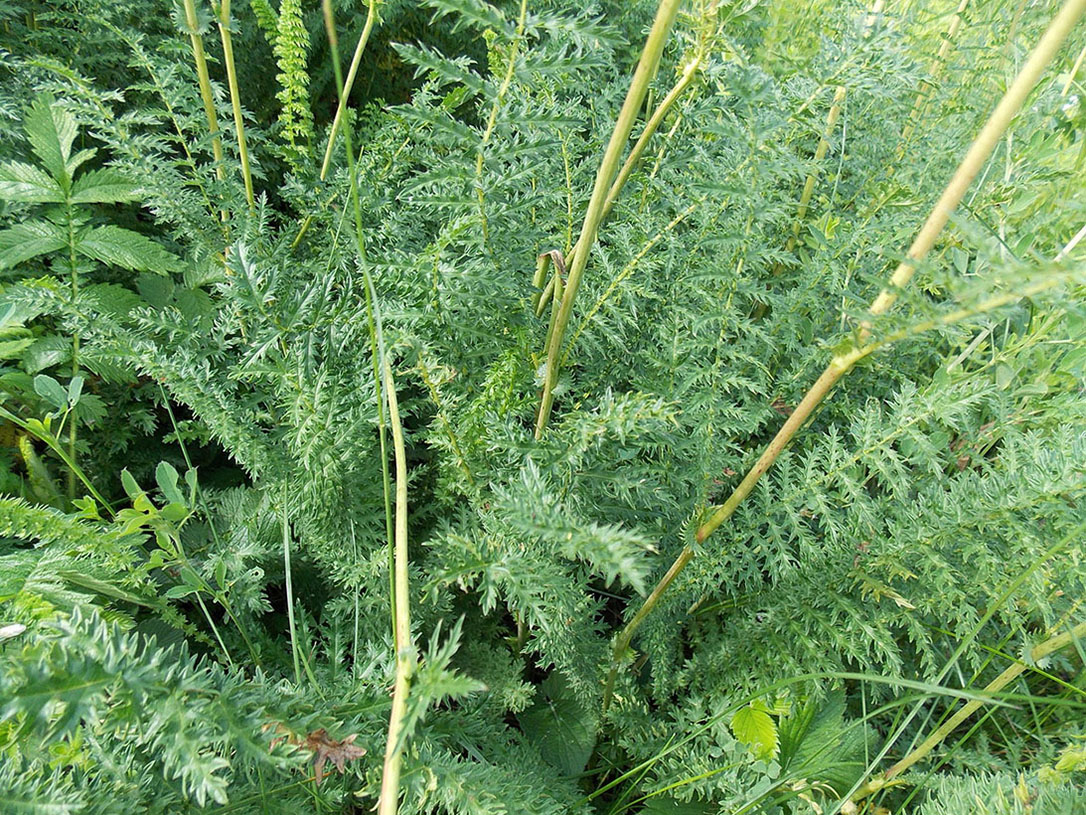 Image of Filipendula vulgaris specimen.