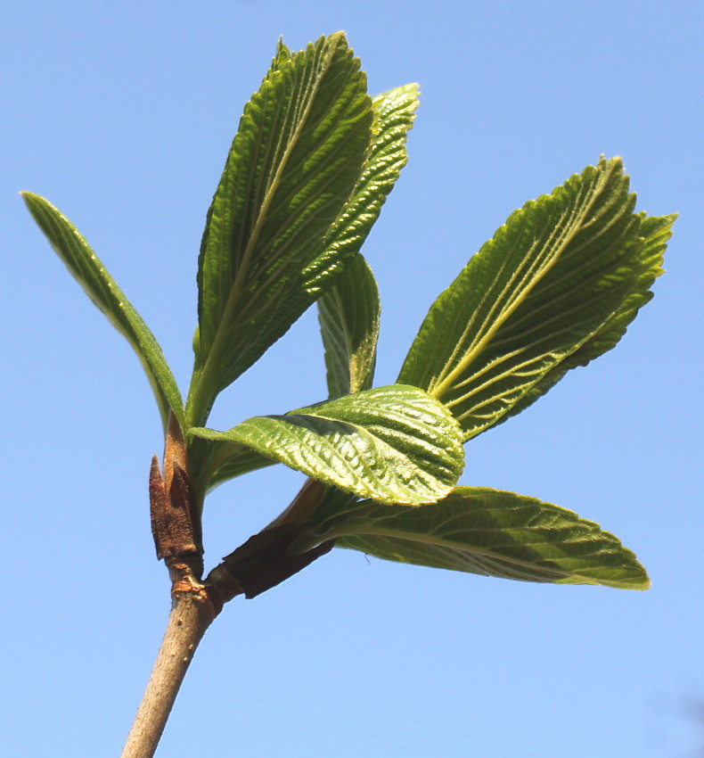 Image of Viburnum sieboldii specimen.