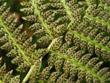 genus Athyrium