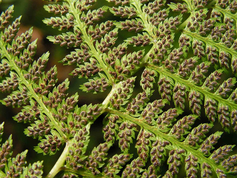 Изображение особи род Athyrium.